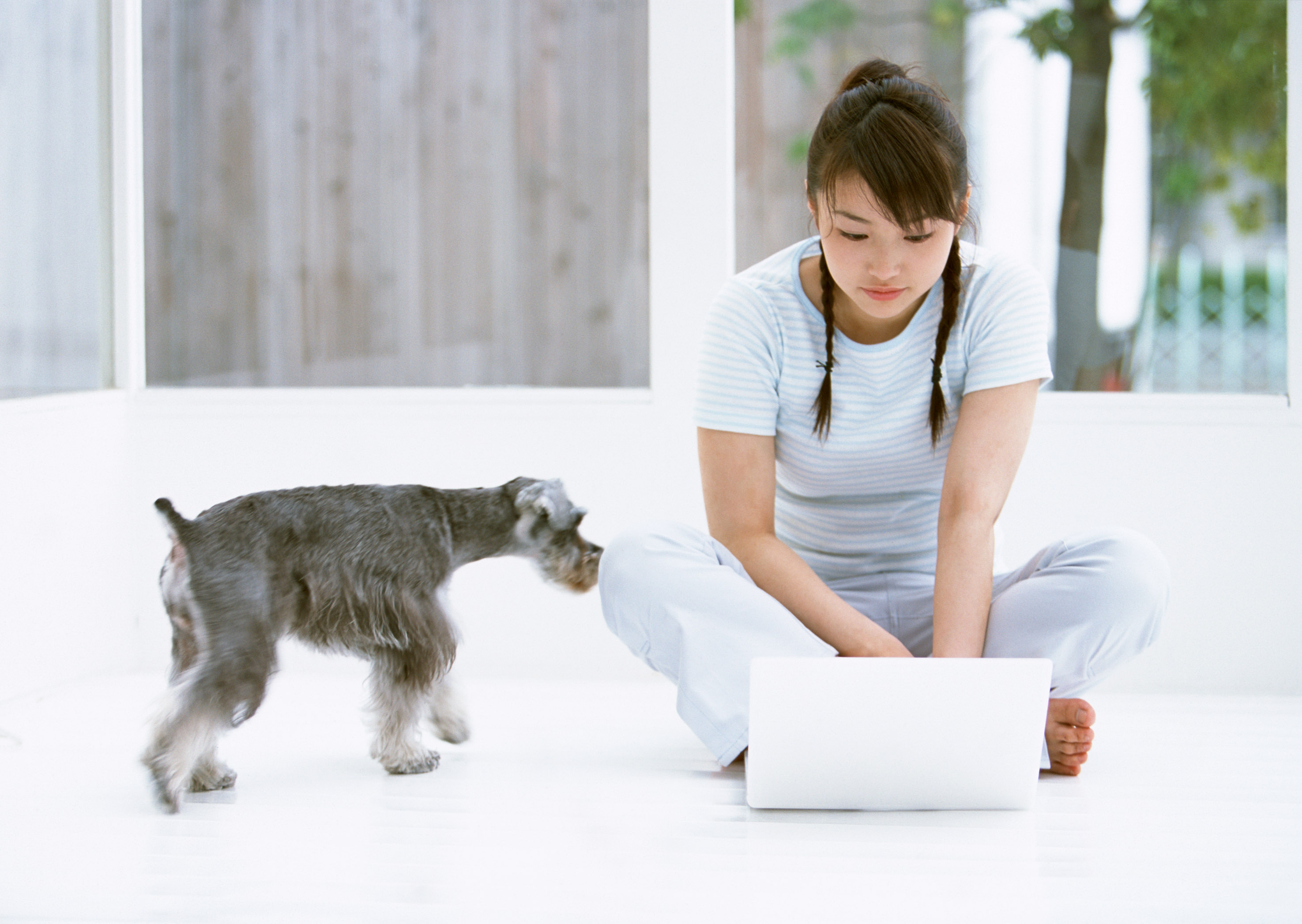 小型犬用の無添加ドッグフードをご検討ください